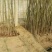 香椿苗基地红油香椿苗批发大棚种植效益高提供技术指导