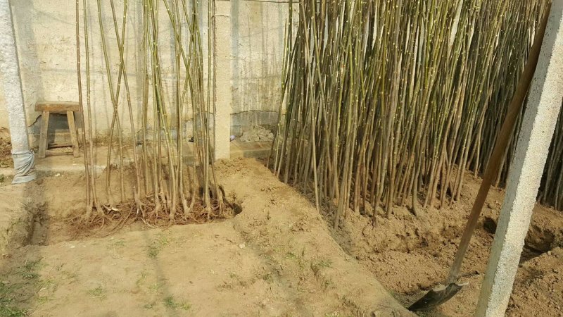 香椿苗基地红油香椿苗批发大棚种植效益高提供技术指导
