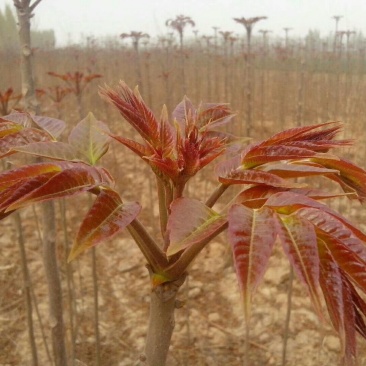 香椿苗基地红油香椿苗批发大棚种植效益高提供技术指导
