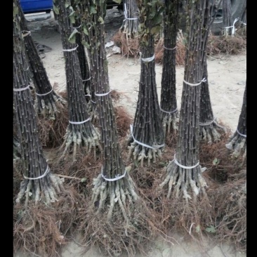 正宗花牛苹果树苗供应