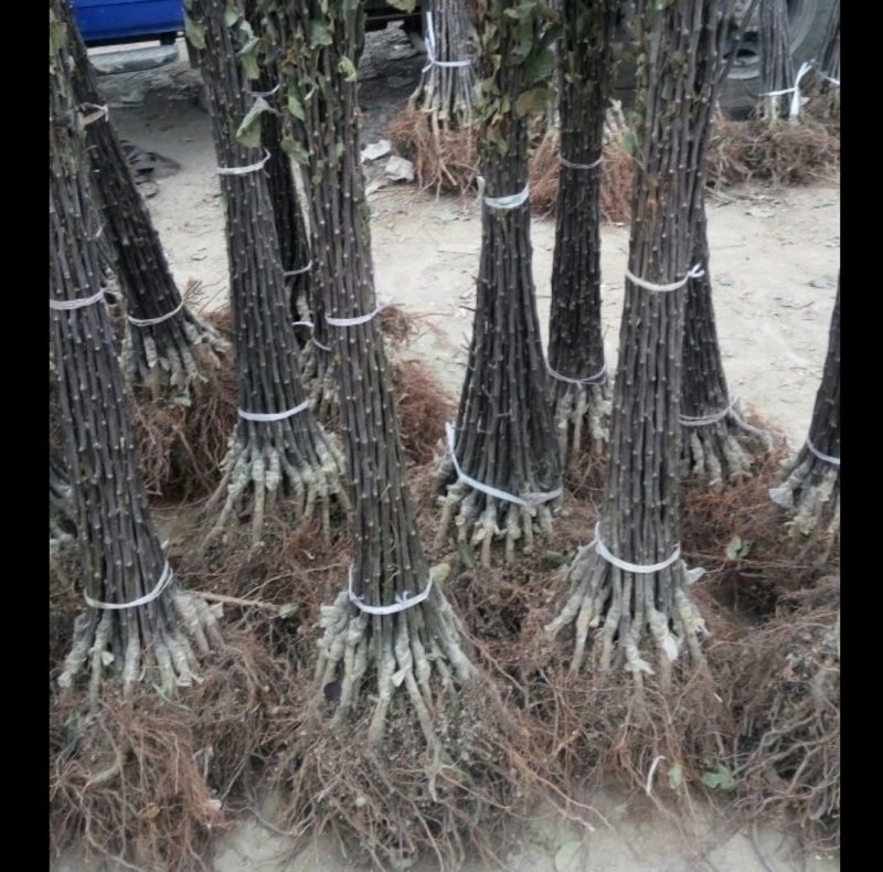 正宗花牛苹果树苗供应