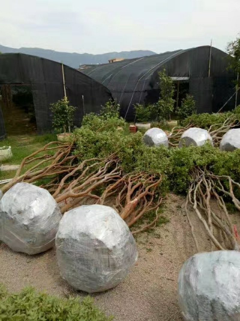 嘉宝果树葡萄苗