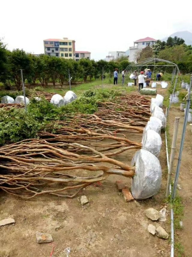 嘉宝果树葡萄苗