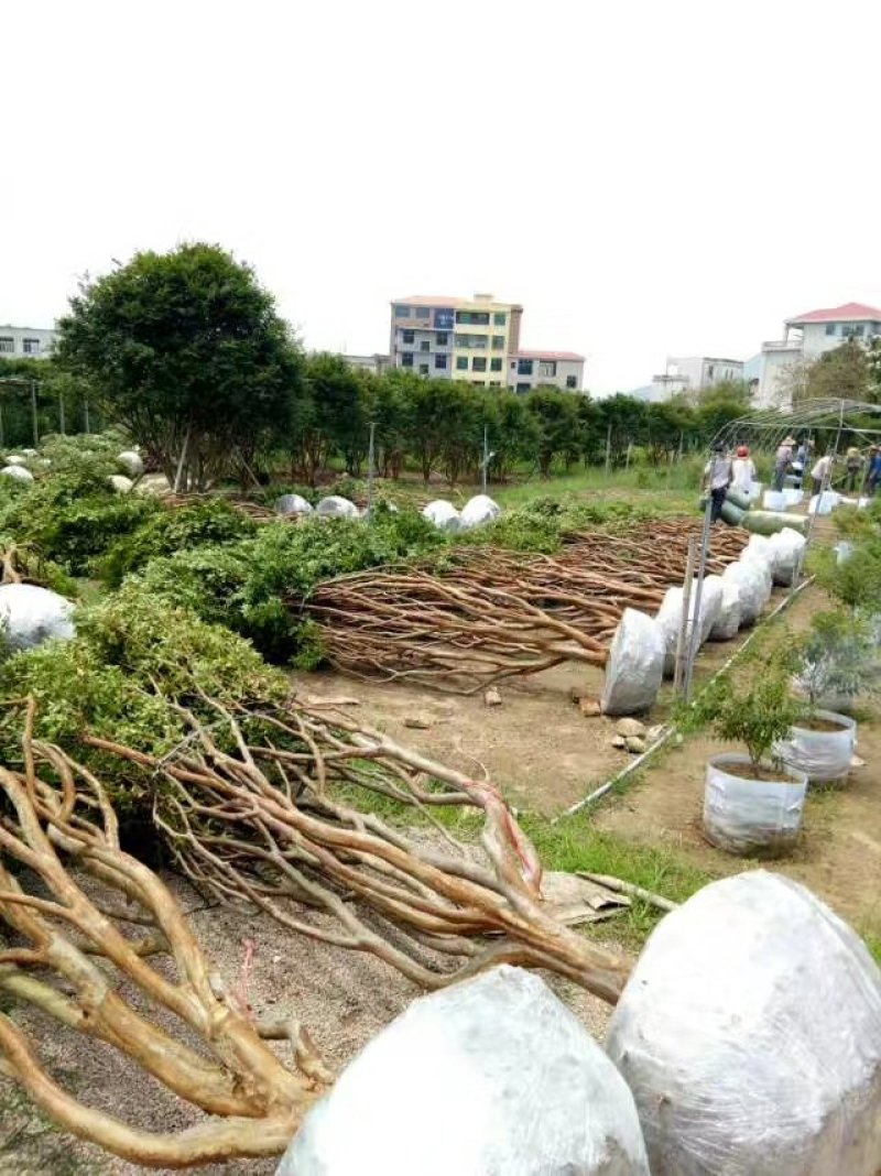 嘉宝果树葡萄苗