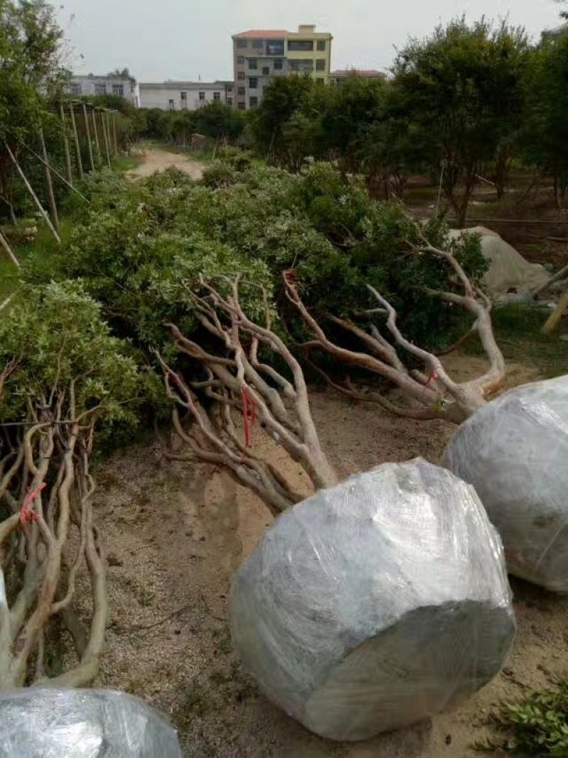 嘉宝果树葡萄苗