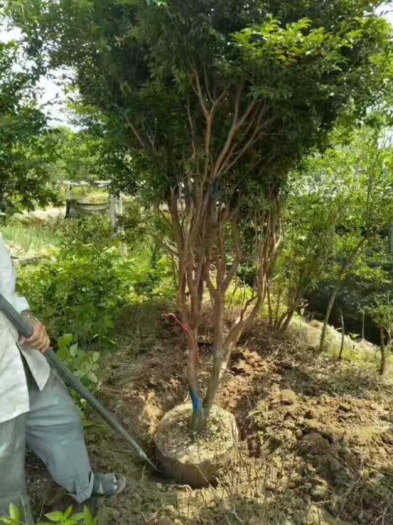 嘉宝果树葡萄苗