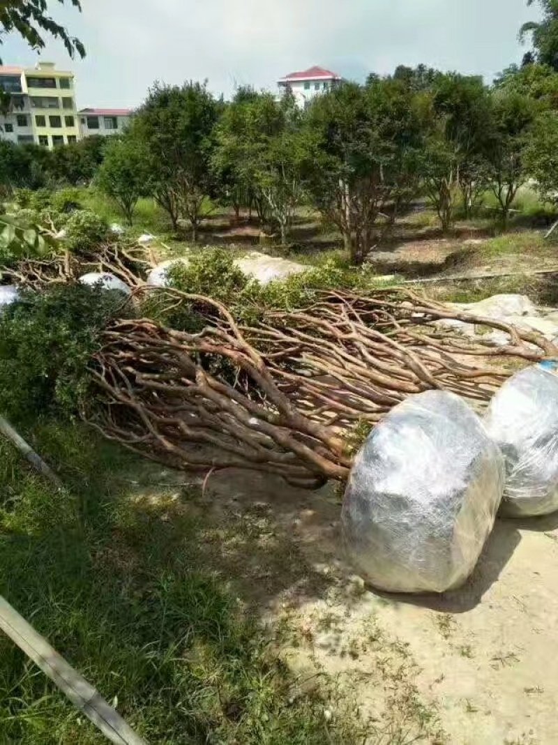 嘉宝果树葡萄苗