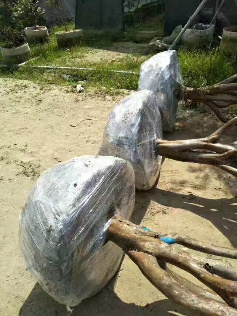 嘉宝果树葡萄苗