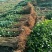李子苗基地恐龙蛋李子苗现挖现卖保成活结果