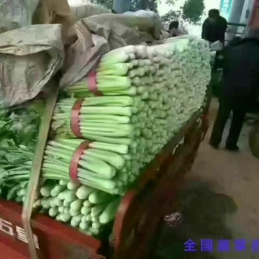 西芹