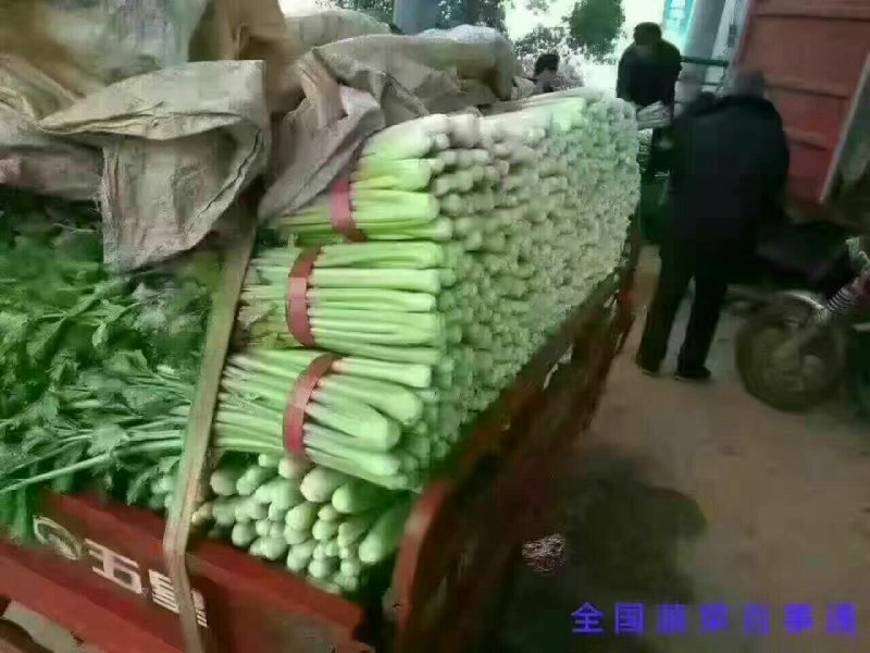 西芹
