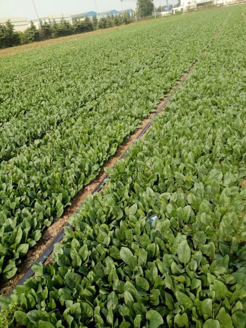 山东菠菜产地大量批发质量保证可视频实地看货质量保证