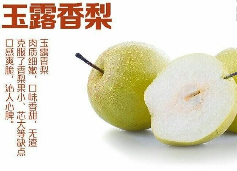 梨树苗梨苗基地批发看圃起苗现挖现卖保成活包结果