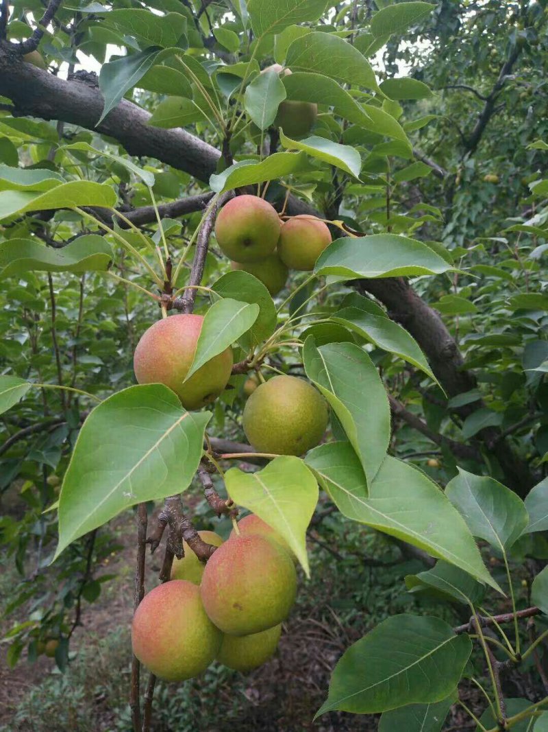 梨树苗梨苗基地批发看圃起苗现挖现卖保成活包结果