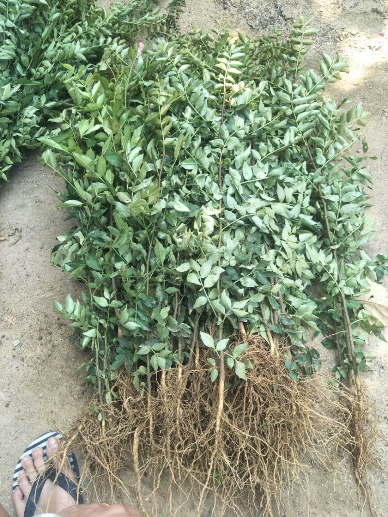 花椒苗批发大红袍狮子头花椒苗基地直销现挖现卖