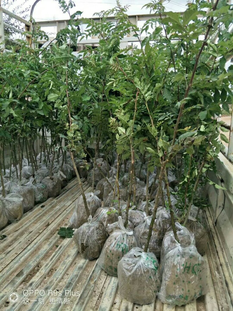花椒苗批发大红袍狮子头花椒苗基地直销现挖现卖