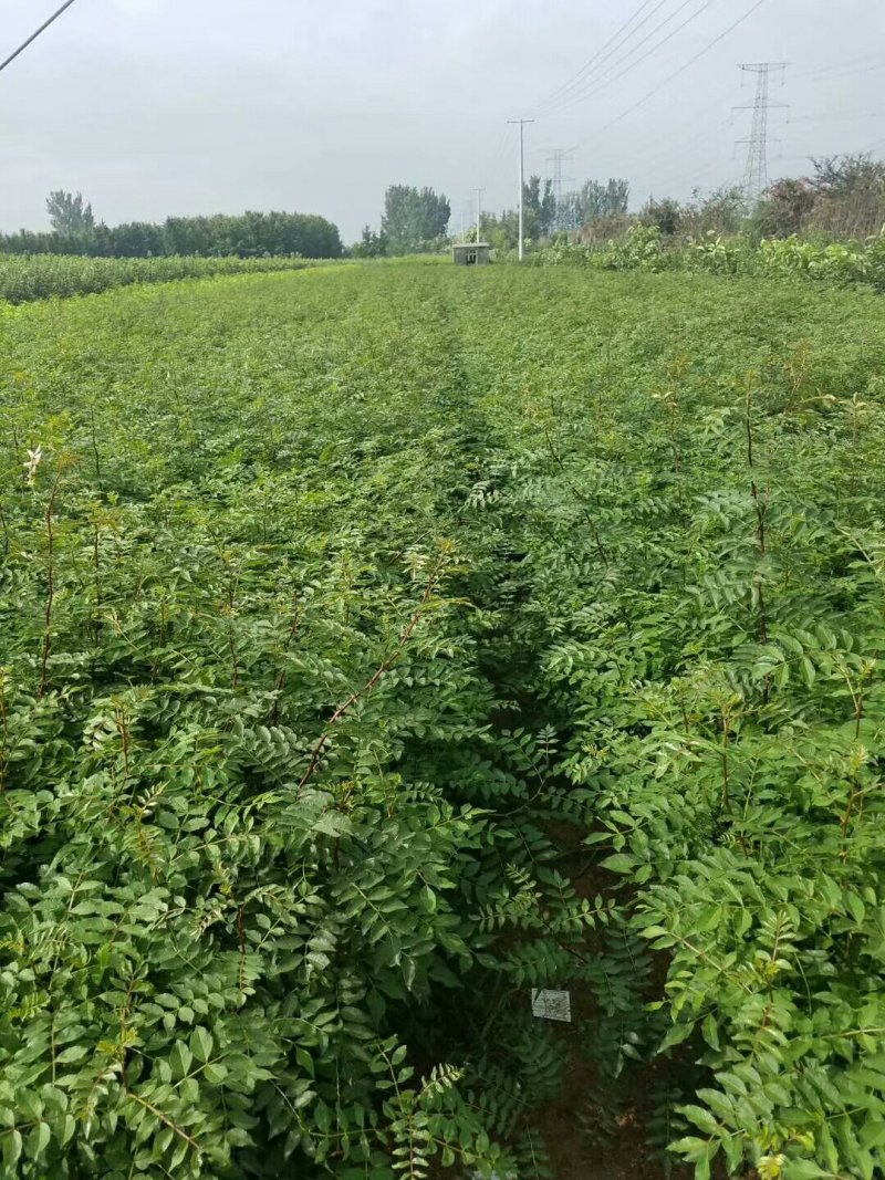 花椒苗批发大红袍狮子头花椒苗基地直销现挖现卖