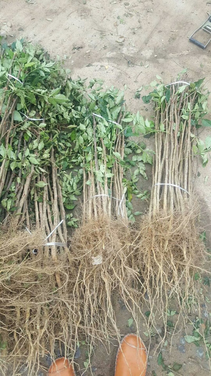 花椒苗批发大红袍狮子头花椒苗基地直销现挖现卖
