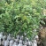 花椒苗批发大红袍狮子头花椒苗基地直销现挖现卖