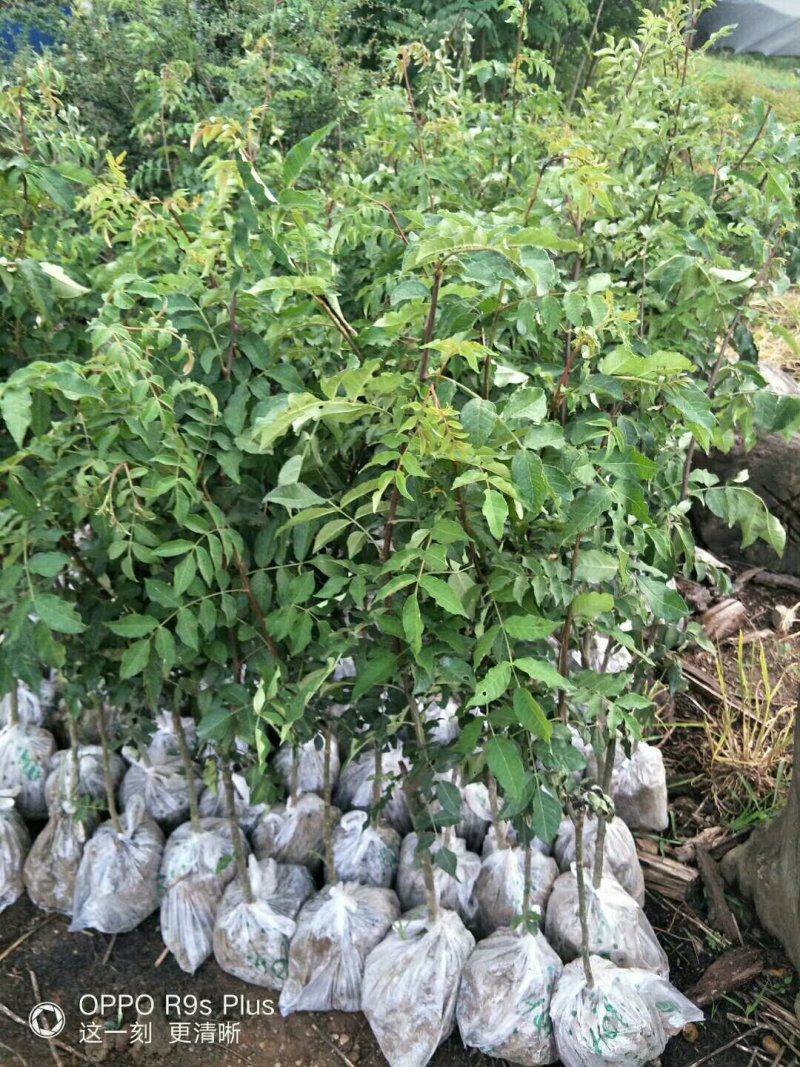 花椒苗批发大红袍狮子头花椒苗基地直销现挖现卖