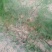 格兰德芦笋种子