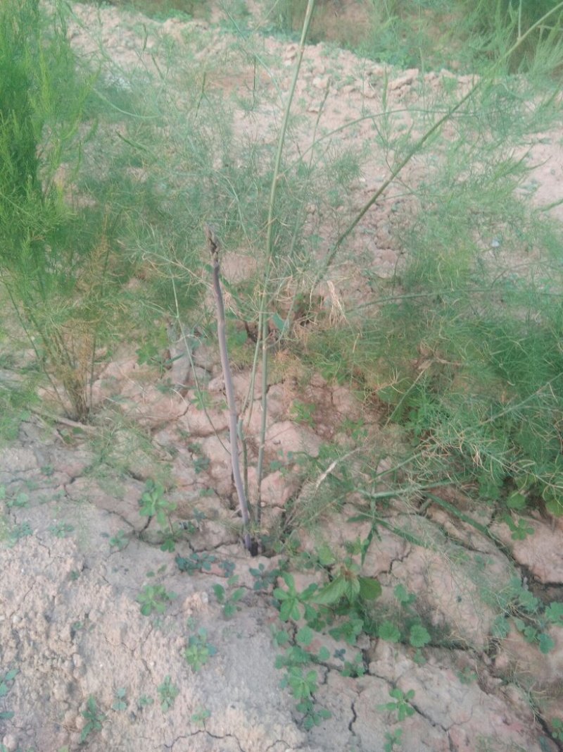 格兰德芦笋种子