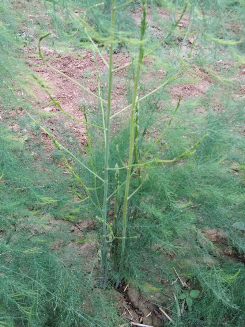 格兰德芦笋种子