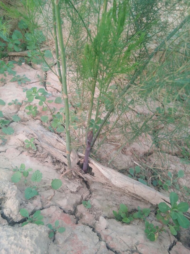 格兰德芦笋种子