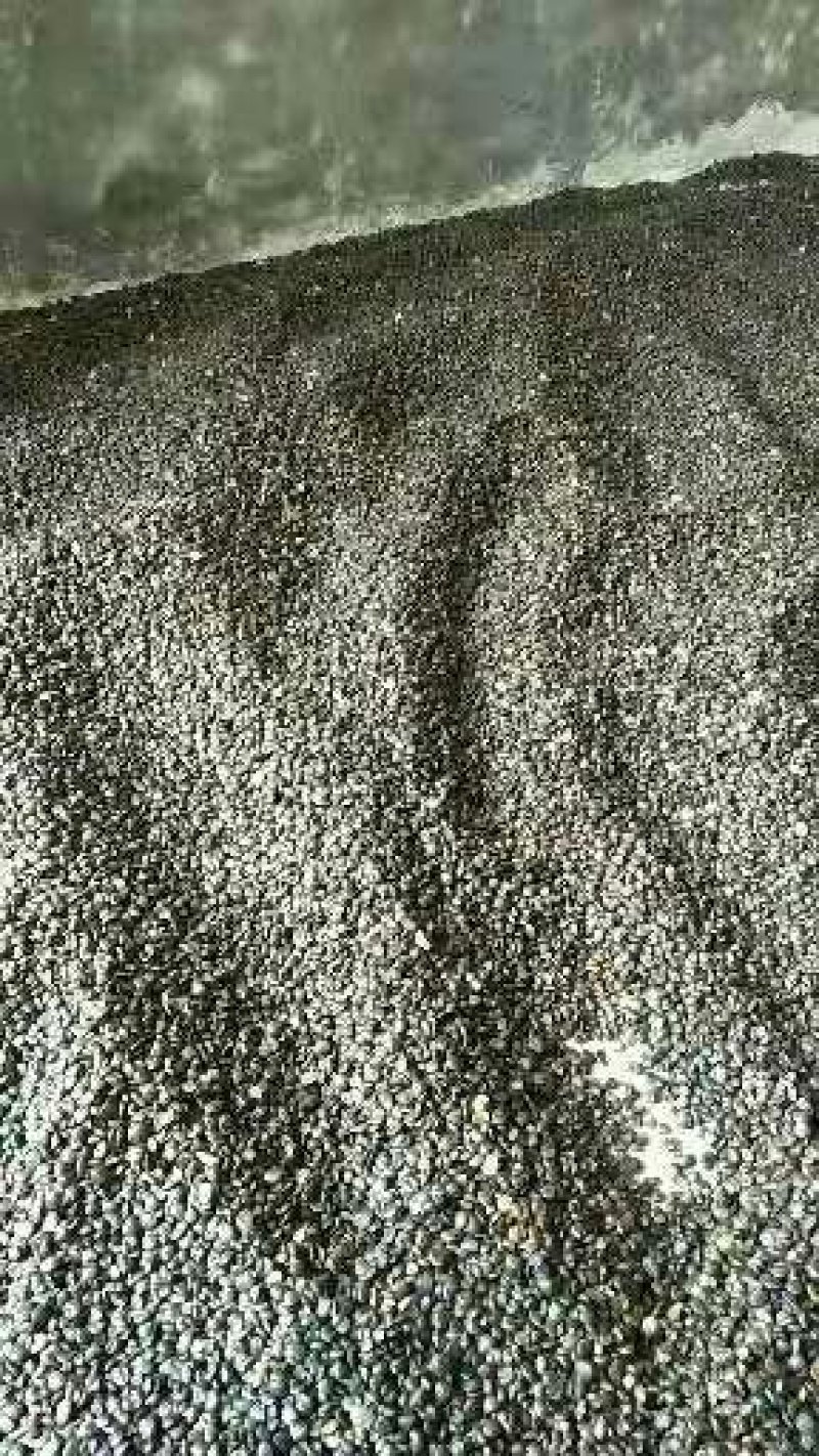 白玉兰种子，
