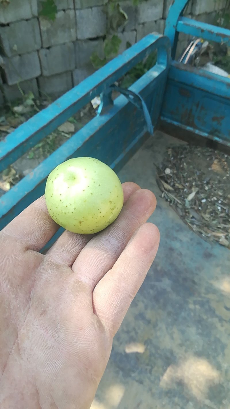 枣树苗