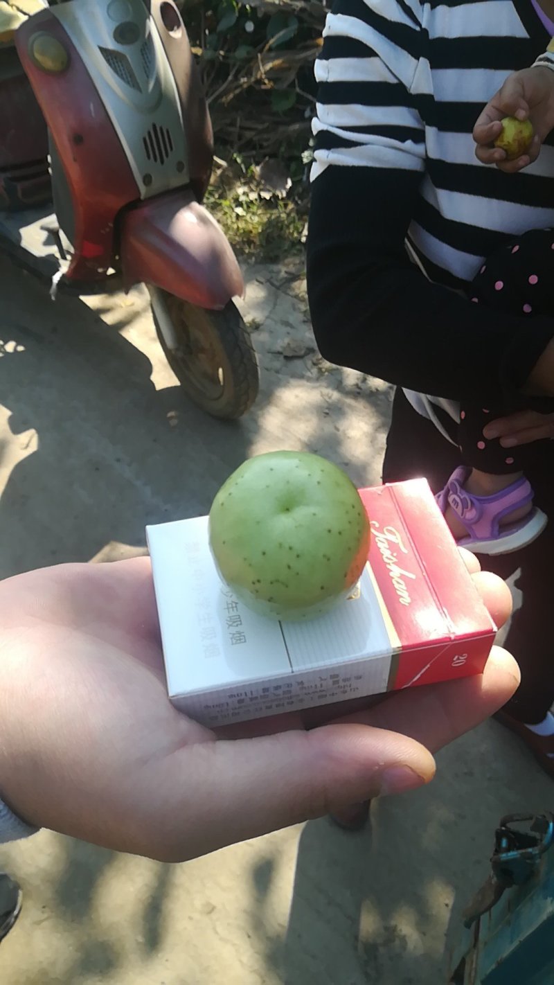 枣树苗