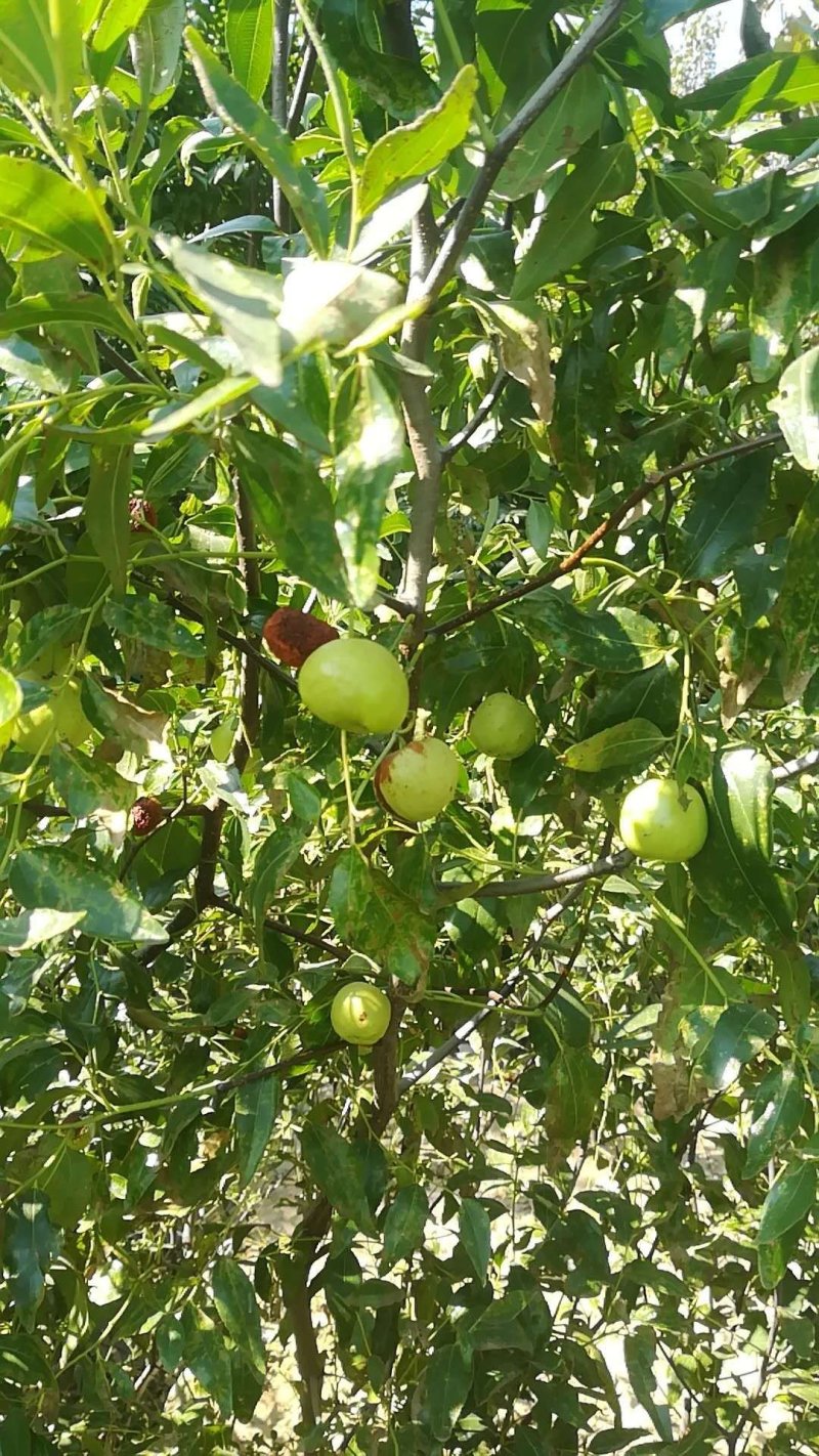 枣树苗