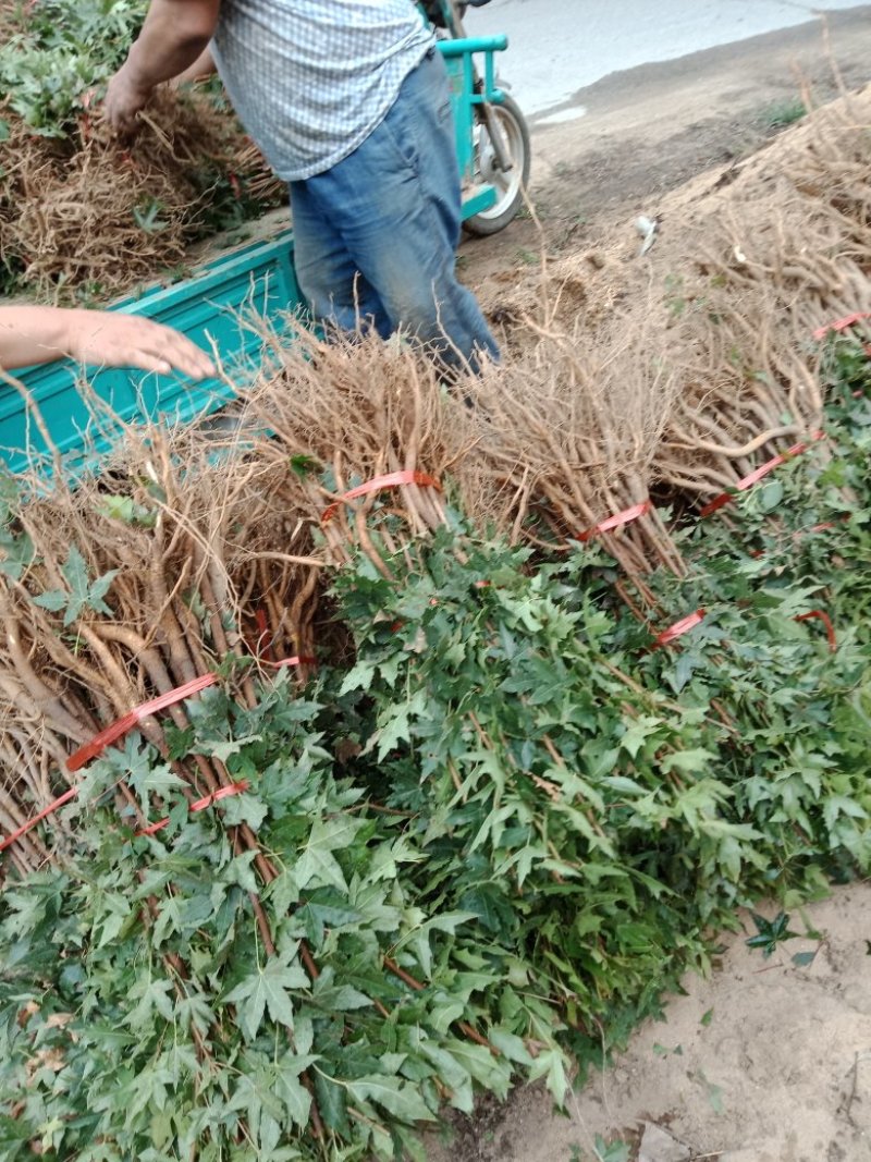 五角枫苗，各种规格的五角枫小苗