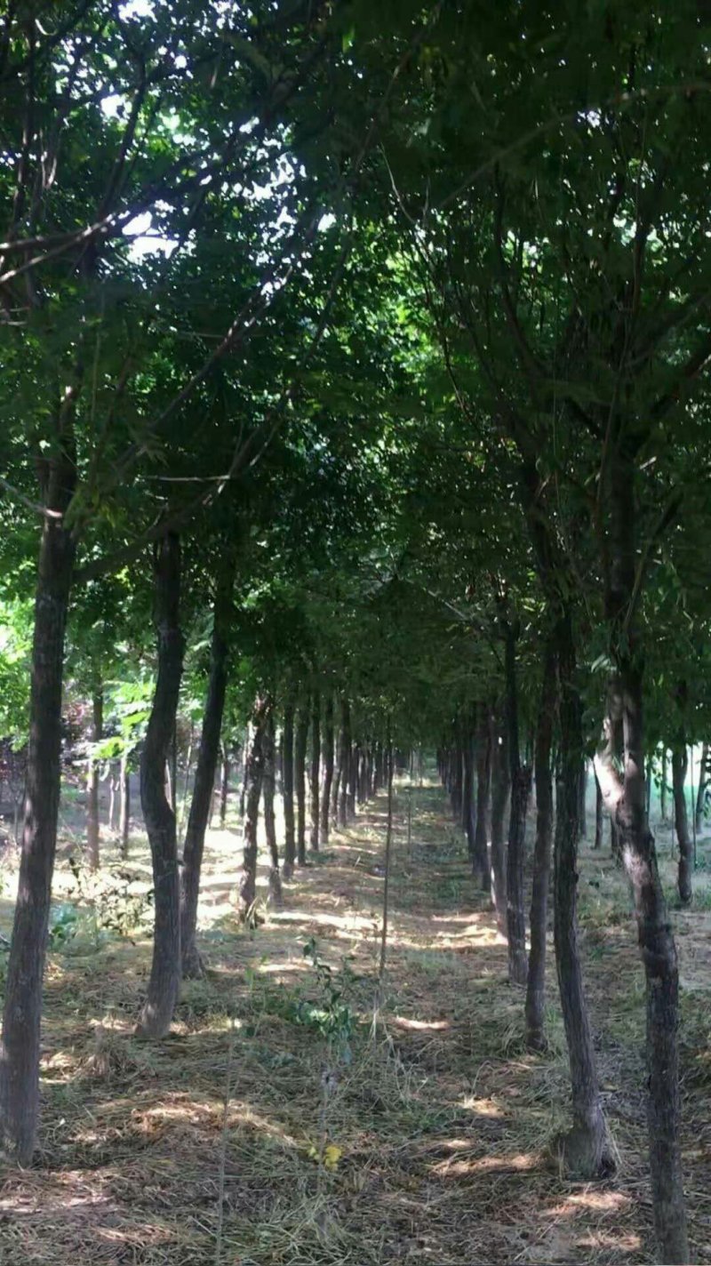 北京栾