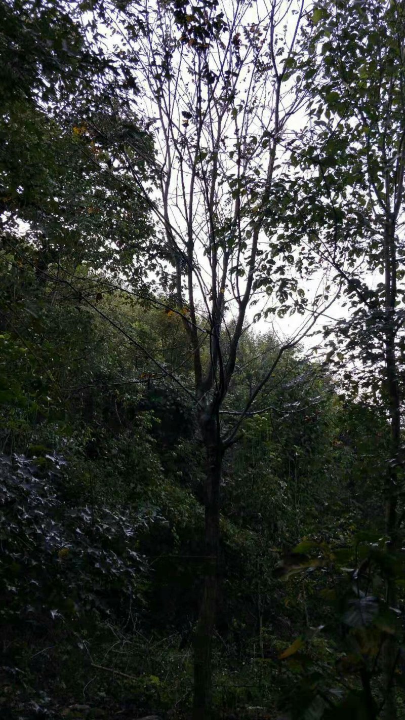 北京栾