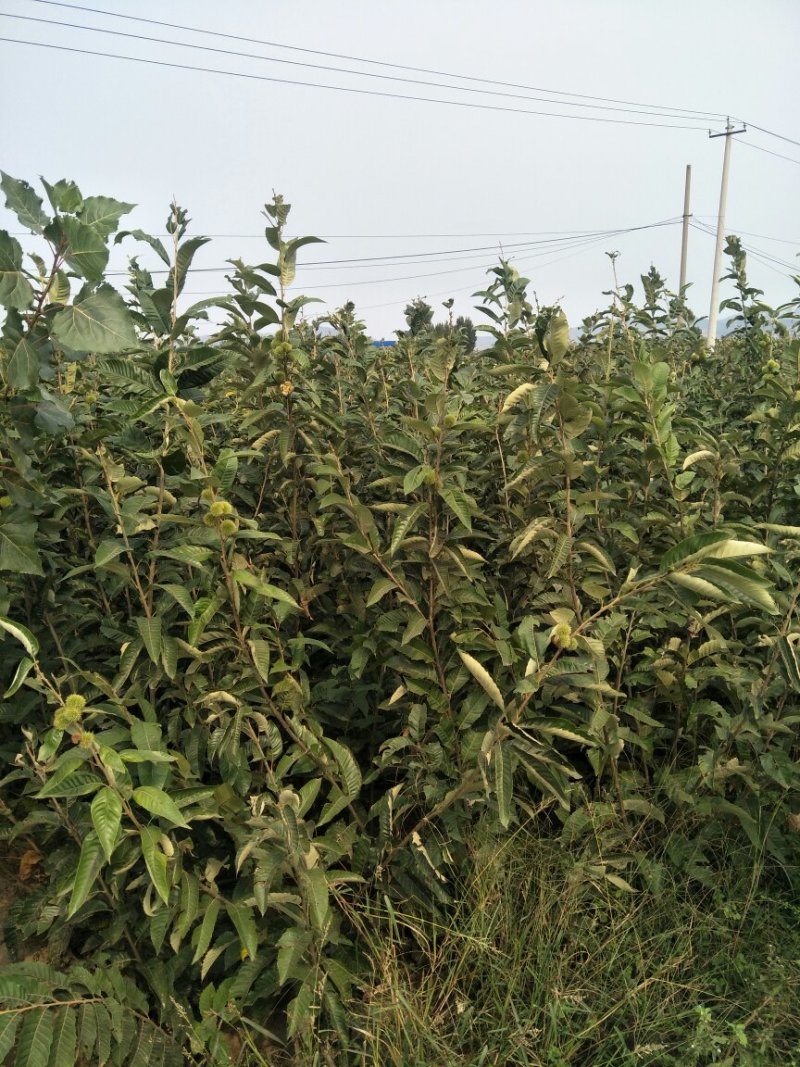 板栗苗嫁接板栗苗当年结果基地直销现挖现卖