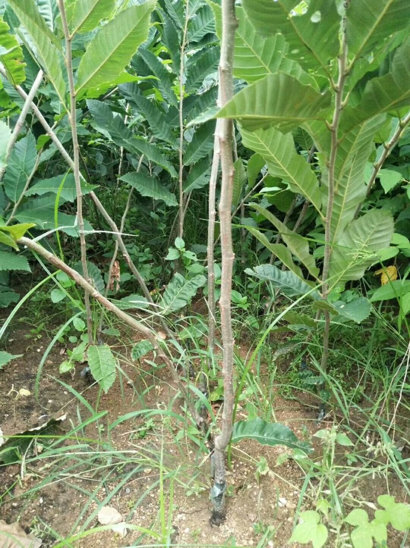 板栗苗嫁接板栗苗当年结果基地直销现挖现卖