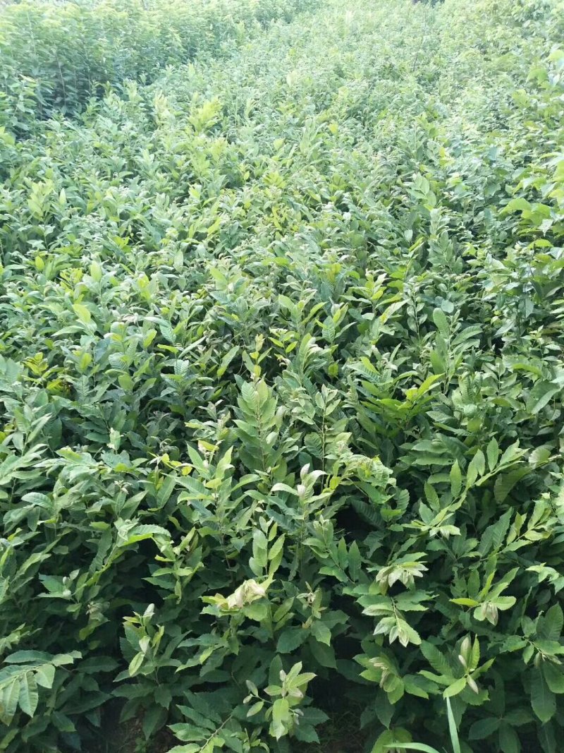 板栗苗嫁接板栗苗当年结果基地直销现挖现卖