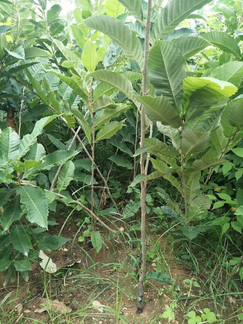 板栗苗嫁接板栗苗当年结果基地直销现挖现卖