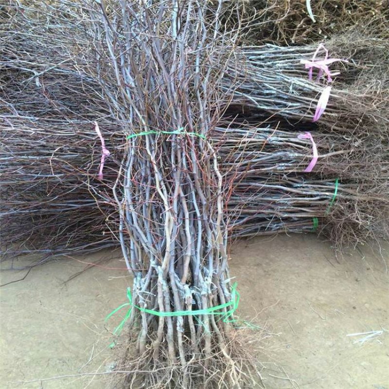 枣苗枣树苗基地冬枣树苗批发现挖现卖成活率好