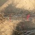 枣苗枣树苗基地冬枣树苗批发现挖现卖成活率好