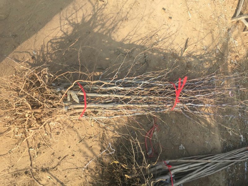枣苗枣树苗基地冬枣树苗批发现挖现卖成活率好
