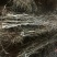 枣苗枣树苗基地冬枣树苗批发现挖现卖成活率好