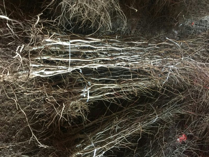 枣苗枣树苗基地冬枣树苗批发现挖现卖成活率好