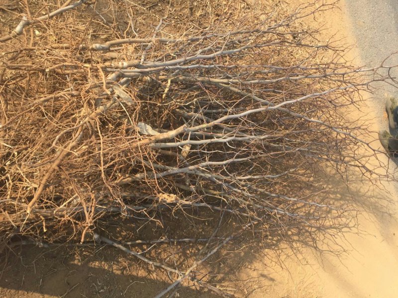 枣苗枣树苗基地冬枣树苗批发现挖现卖成活率好
