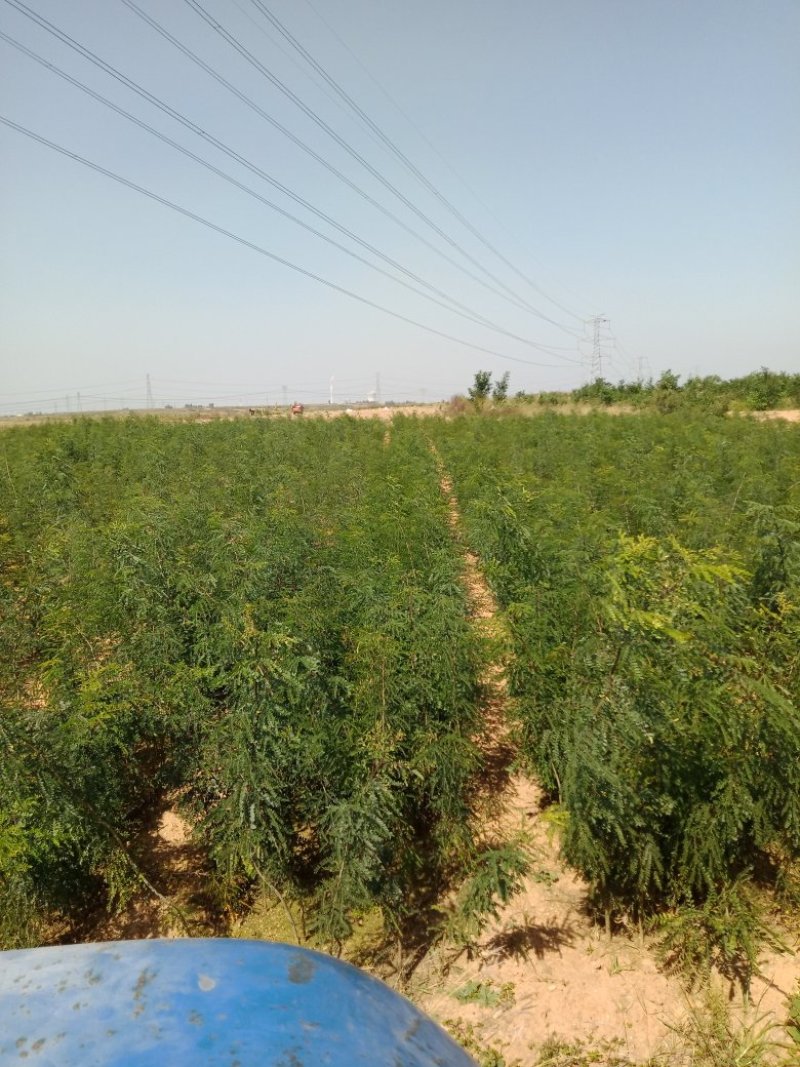 皂角树苗（葯用价格高，也可作绿化）