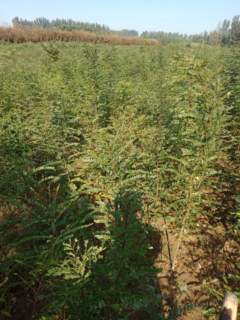 皂角树苗（葯用价格高，也可作绿化）