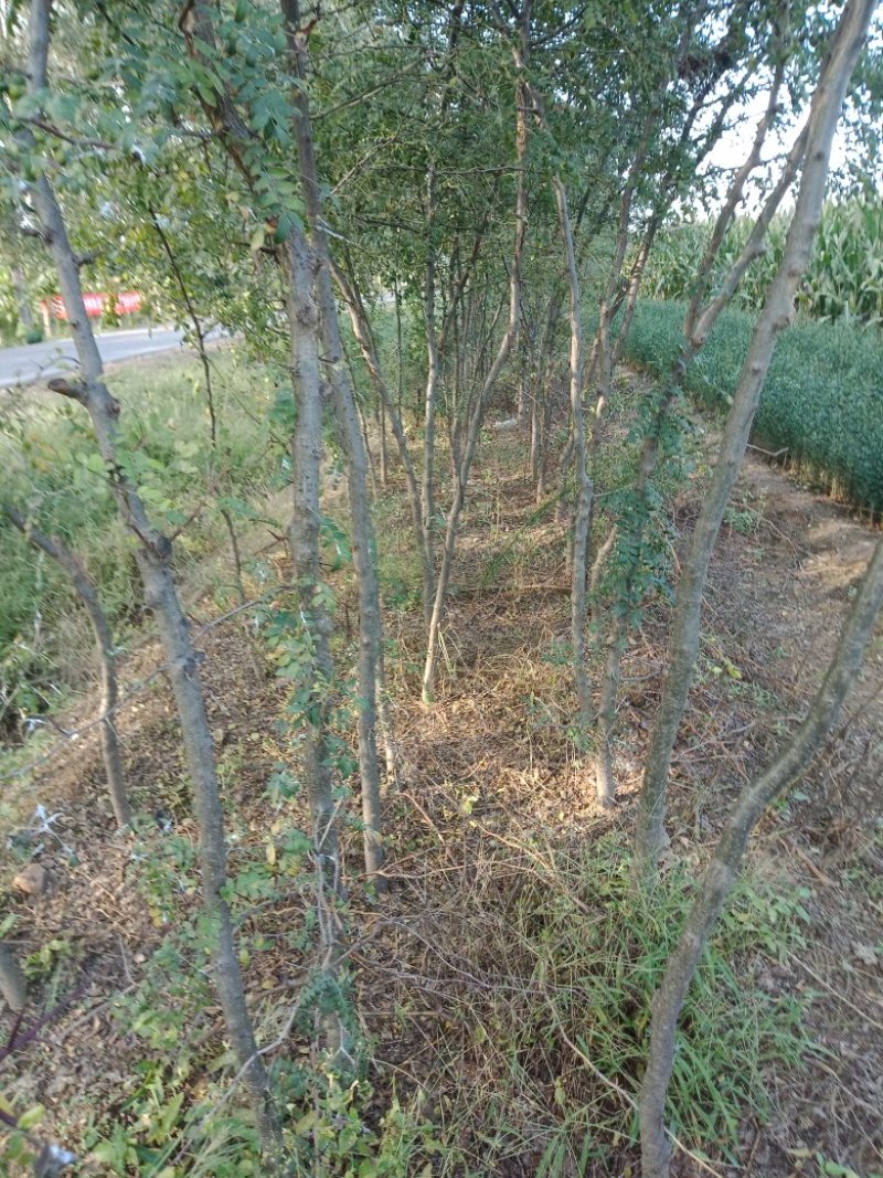 皂角树苗（葯用价格高，也可作绿化）