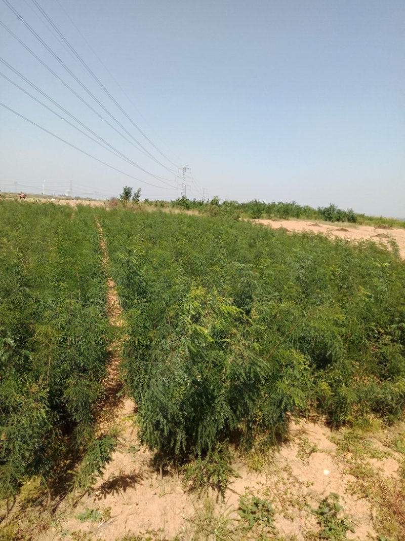 皂角树苗（葯用价格高，也可作绿化）