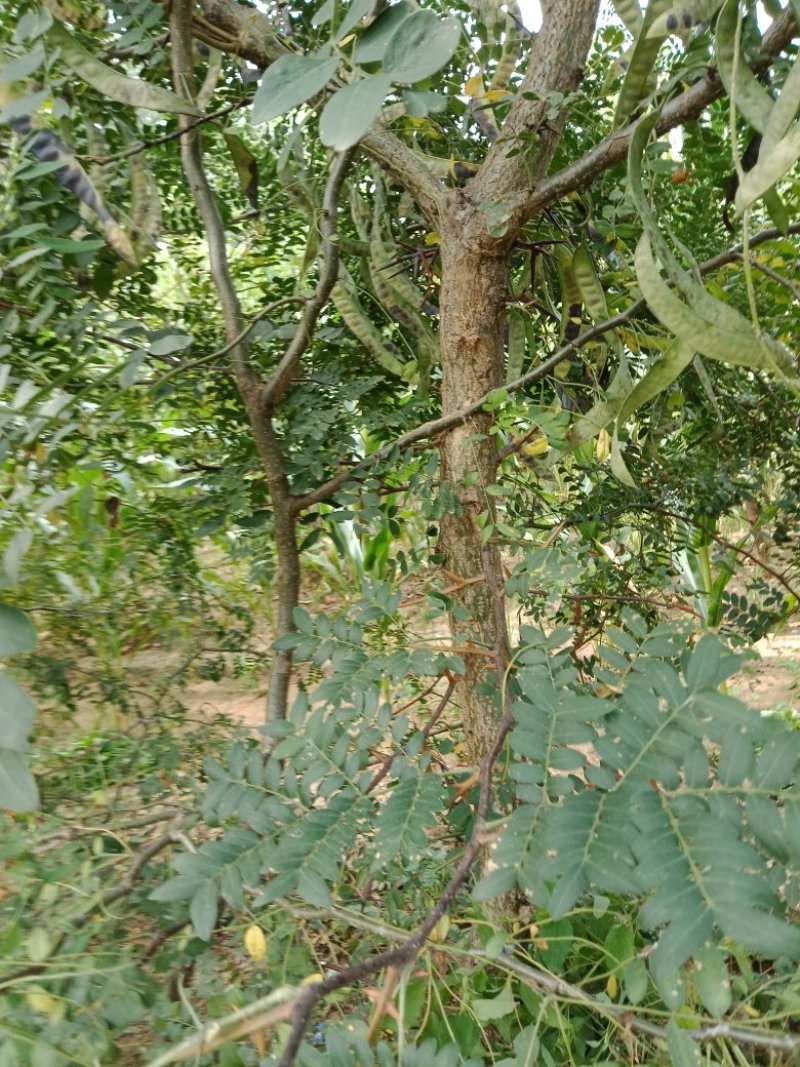 皂角树苗（葯用价格高，也可作绿化）